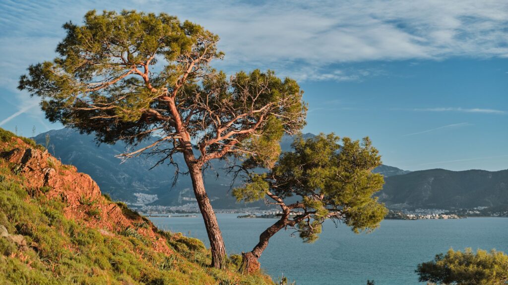 Un altro straordinario ingrediente anti-age che la natura mette a nostra disposizione è il pino del Mediterraneo.
