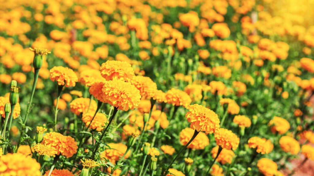 calendula